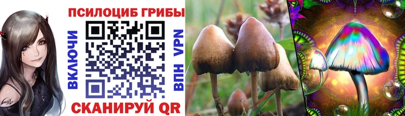 где найти   Весьегонск  blacksprut ССЫЛКА  Галлюциногенные грибы Psilocybe 
